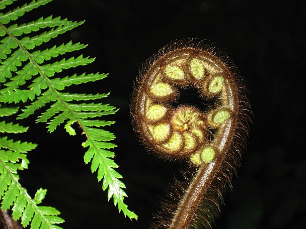 Koru -
Photo:&nbsp;Trish Gardiner-Smith
Photo:&nbsp;'2007 Dec 30 10:34'
Original size:&nbsp;1,024 x 768; 723 kB
Filename:&nbsp;'Koru - Trish Gardiner-Smith'