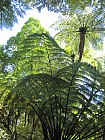 click to see gallery

Tree ferns
Photo:&nbsp;Trish Gardiner-Smith
Photo:&nbsp;'2011 Feb 08 14:42'
Original size:&nbsp;735 x 980; 1,026 kB
Filename:&nbsp;'NFF-TTC-Trish Gardiner-Smith-Tree ferns'
