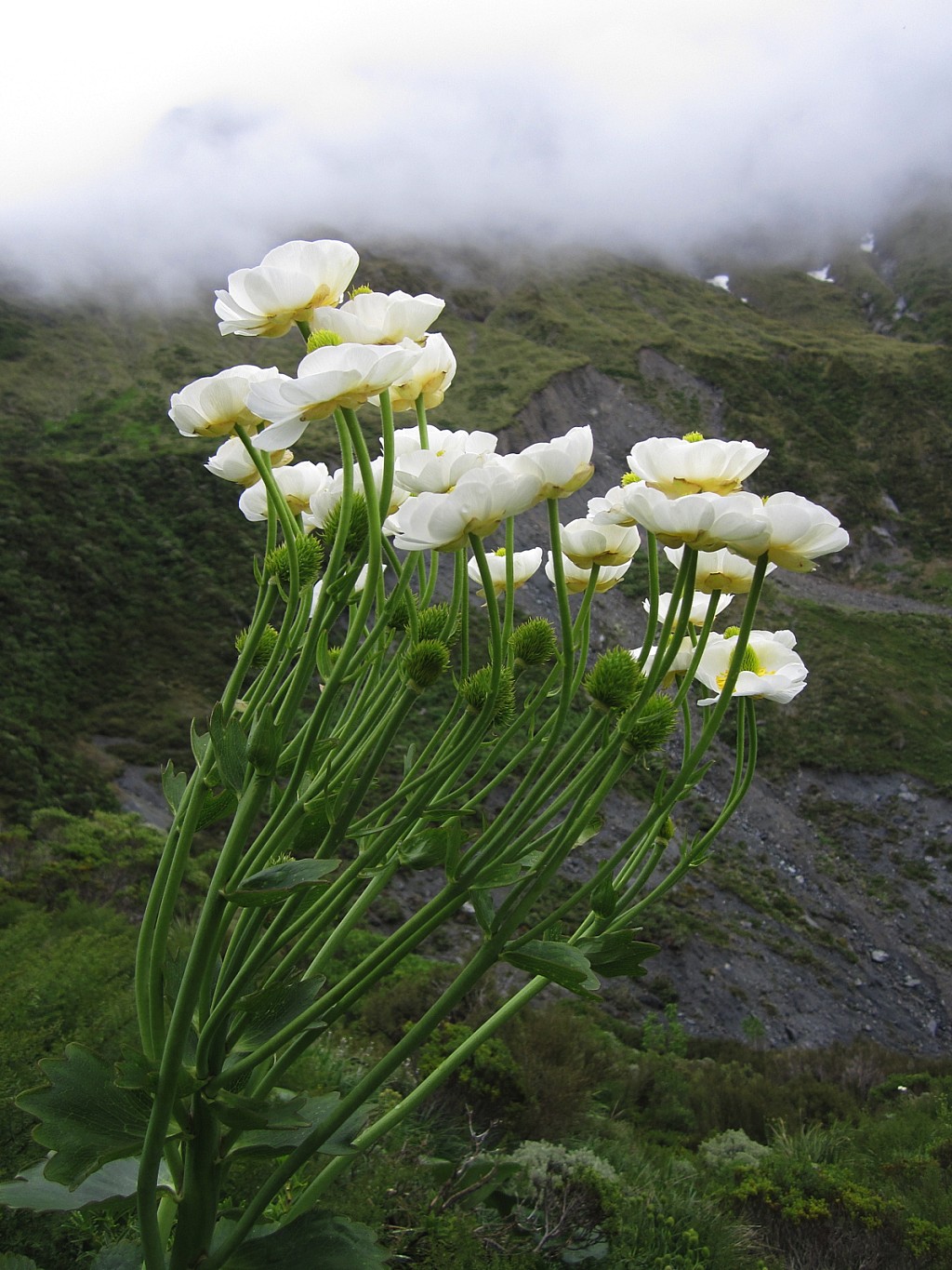 click on the photo to download the original image

NFF-TTC-Susi Lang-Mount Cook Lilies