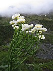 click to see gallery

Mount Cook Lilies
Photo:&nbsp;Susi Lang
Original size:&nbsp;1,200 x 1,600; 1,485 kB
Filename:&nbsp;'NFF-TTC-Susi Lang-Mount Cook Lilies'