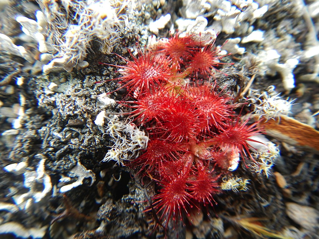 click on the photo to download the original image

NFF-TTC-Vivienne Radcliffe-Drosera