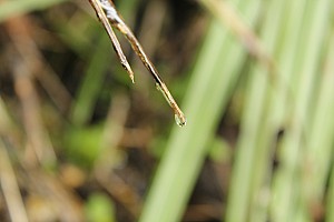 click to see gallery


Photo:&nbsp;'2013 Sep 29 12:10'
Original size:&nbsp;5,184 x 3,456; 5,140 kB
Filename:&nbsp;'IMG_3016'