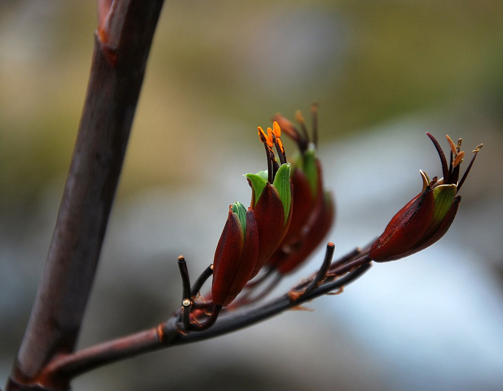 click on the photo to download the original image

NFFTararua TCPete Smith Flax flowers