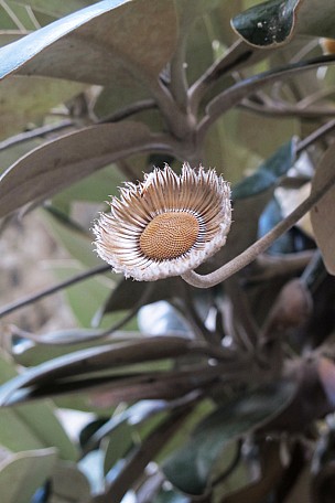Marlborough Rock Daisy
Photo:&nbsp;Amie Claridge
Original size:&nbsp;854 x 1,280; 524 kB
Filename:&nbsp;'NFF-TTC-Amie Claridge-Marlborough Rock Daisy'
