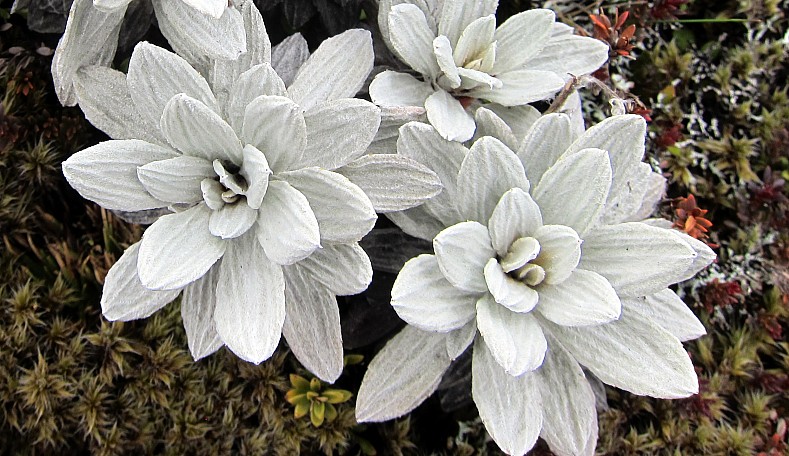 Raoulia albosericea IMG  4595
Photo:&nbsp;Trish Gardiner-Smith
Photo:&nbsp;'2013 Oct 18 10:58'
Original size:&nbsp;2,486 x 1,437; 1,078 kB
Filename:&nbsp;'NFF-TTC-Trish Gardiner-Smith-Raoulia albosericea IMG_4595'