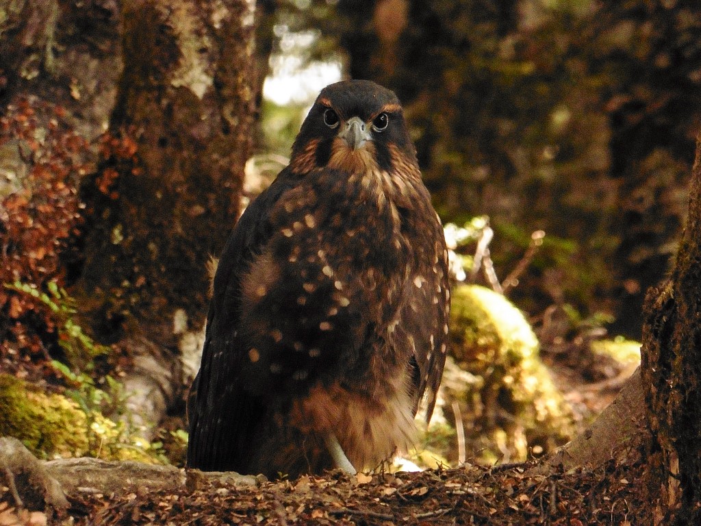 click on the photo to download the original image

NFF-TTC-Alan Graham-KāreareaNelsonLakes