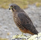 click to see gallery

Ken Fraser Kārearea
Photo:&nbsp;'2016 Mar 20 13:21'
Original size:&nbsp;1,991 x 1,920; 1,704 kB
Filename:&nbsp;'NFF TararuaTC Ken Fraser Kārearea'