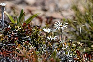 image mouse over tip