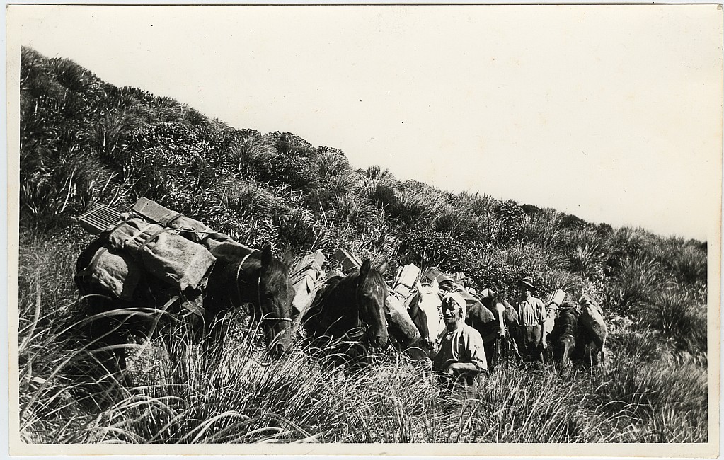 click on the photo to download the original image

19qq ttc178 Pack horses