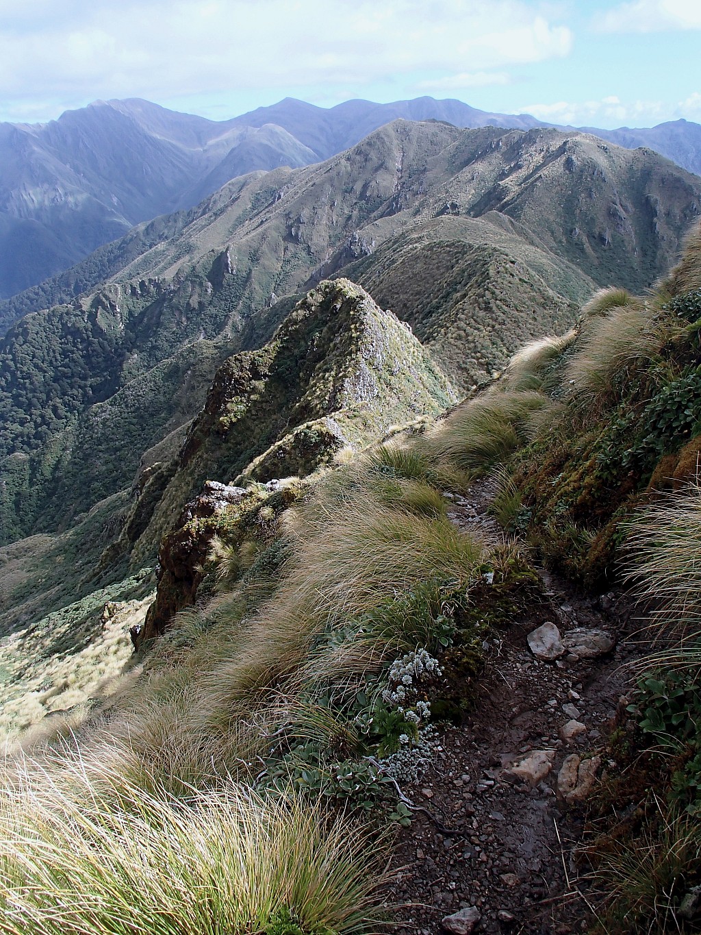 click on the photo to download the original image

ABNTararuaTCPeterBarberLookingBack