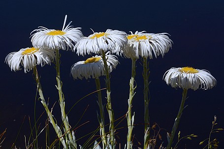 NFF Taraua TC Peter Smith Mountain Daisies on the Kelly Range DSC  3646
Photo:&nbsp;Peter Smith
Photo:&nbsp;'2020 Feb 11 13:00'
Original size:&nbsp;3,809 x 2,543; 2,256 kB
Filename:&nbsp;'NFFTarauaTCPeterSmithMountain Daisies on the Kelly Range DSC_3646'