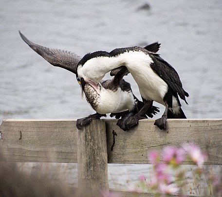 Jenny Mason Feedingtime
Photo:&nbsp;Jenny Mason
Photo:&nbsp;'2019 Oct 30 14:13'
Original size:&nbsp;3,449 x 3,060; 1,015 kB
Filename:&nbsp;'NFFTararuaTCJennyMasonFeedingtime'