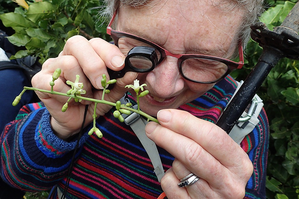 click on the photo to download the original image

DOCTararuaTCAJKOrchidsLynnePomare