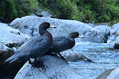 Susi Lang Julia Hut Whio
Photo:&nbsp;Susi Lang
Photo:&nbsp;'2021 Mar 23 17:28'
Original size:&nbsp;3,946 x 2,631; 1,955 kB
Filename:&nbsp;'NFFTararuaTCSusiLangJuliaHutWhio'