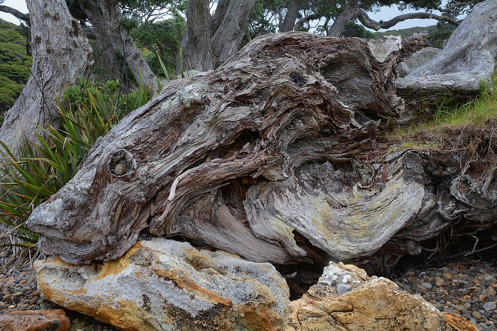 click on the photo to download the original image

HUMTararuaTCPeterSmithAFishOutOfWaterDSC_4772