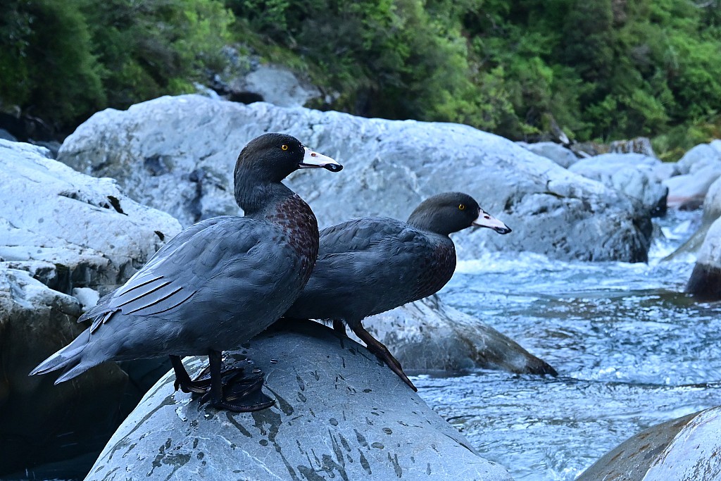 click on the photo to download the original image

NFFTararuaTCSusiLangJuliaHutWhio