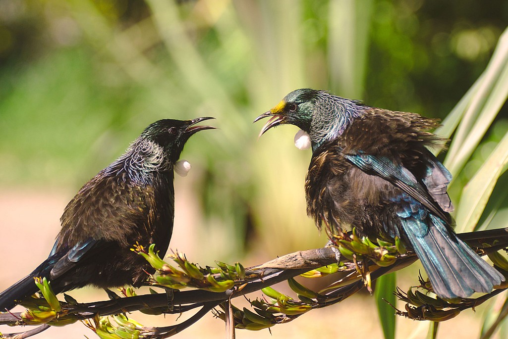 click on the photo to download the original image

NFFTararuaTCJamesGilbert-MilneTheresFoodOnYourFace