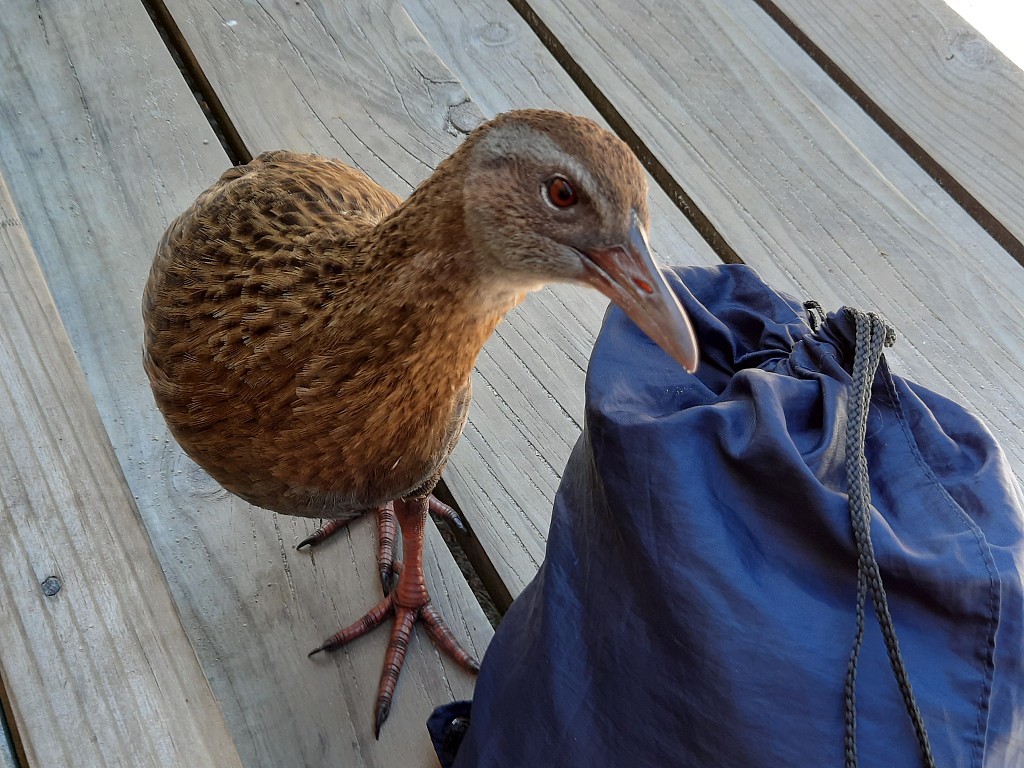 click on the photo to download the original image

HUMTararuaTCFionaMcKinneyLuckyDip