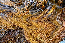 click to see gallery

Kelp in sea currents
Photo:&nbsp;Peter Smith
Photo:&nbsp;'2022 Mar 06 10:55'
Original size:&nbsp;2,600 x 1,735; 4,705 kB
Filename:&nbsp;'NFF TararuaTC Peter Smith Kelp in sea currents'