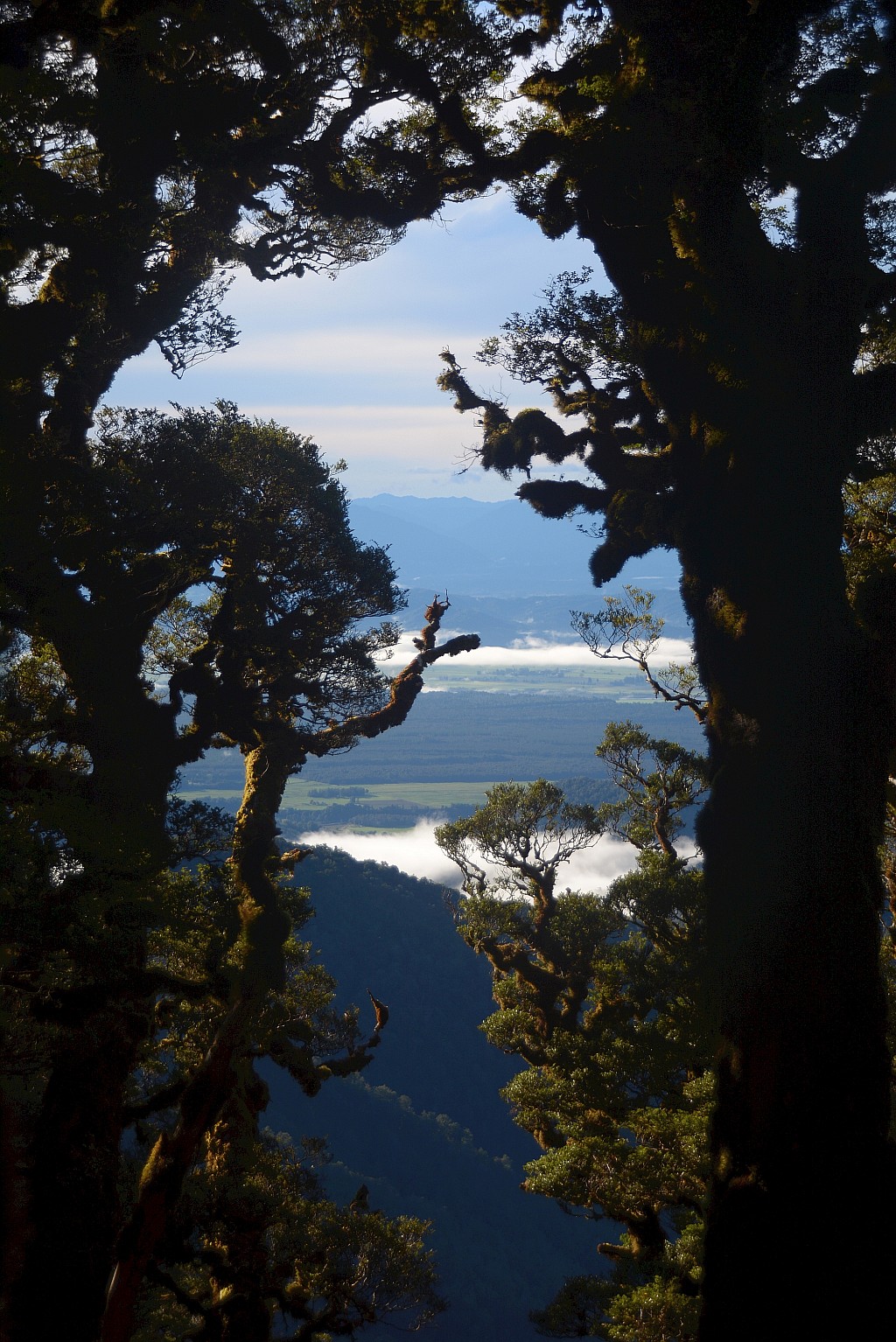 click on the photo to download the original image

BBN TararuaTC Peter Smith A view through the trees
