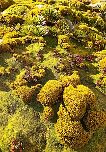 click to see gallery

Alpine array
Photo:&nbsp;Trish Gardiner Smith
Photo:&nbsp;'2022 Feb 28 10:52'
Original size:&nbsp;1,678 x 2,400; 4,824 kB
Filename:&nbsp;'ABN TararuaTC Trish Gardiner Smith Alpine array'