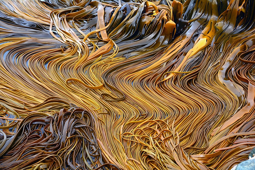 click on the photo to download the original image

NFF TararuaTC Peter Smith Kelp in sea currents