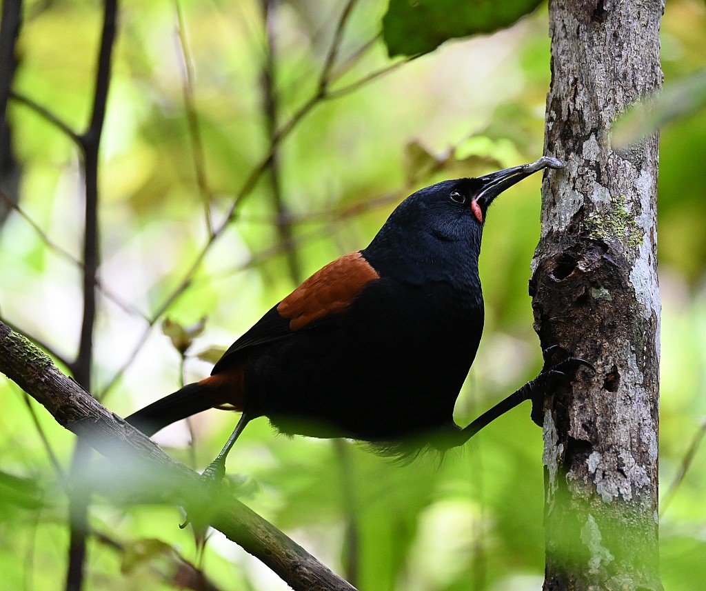 click on the photo to download the original image

NFF TararuaTC Susi Lang Tieke with grub