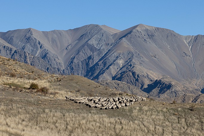 Merinos in the Awatere
Photo:&nbsp;Jim Gibbons
Photo:&nbsp;'2024 Apr 28 15:46'
Original size:&nbsp;6,876 x 4,586; 3,776 kB
Filename:&nbsp;'ABW TararuaTC Jim Gibbons Merinos in the Awatere'