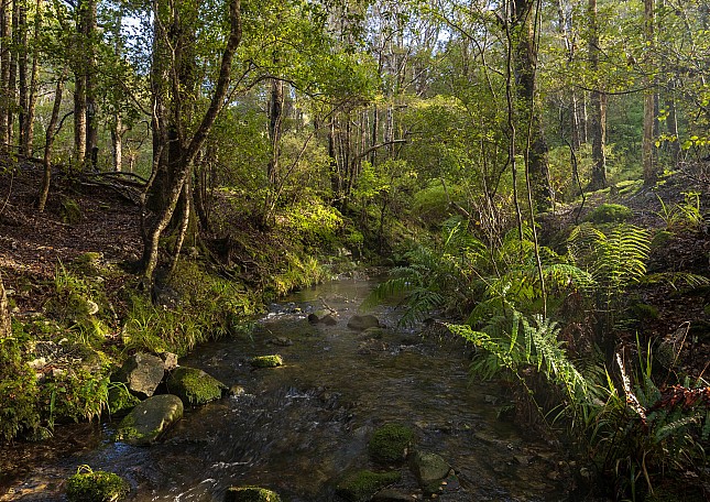 Gollans Stream 
Photo:&nbsp;Jim Gibbons
Photo:&nbsp;'2025 Jun 22 10:44'
Original size:&nbsp;5,163 x 3,651; 3,774 kB
Filename:&nbsp;'BBN TararuaTC Jim Gibbons Gollans Stream '