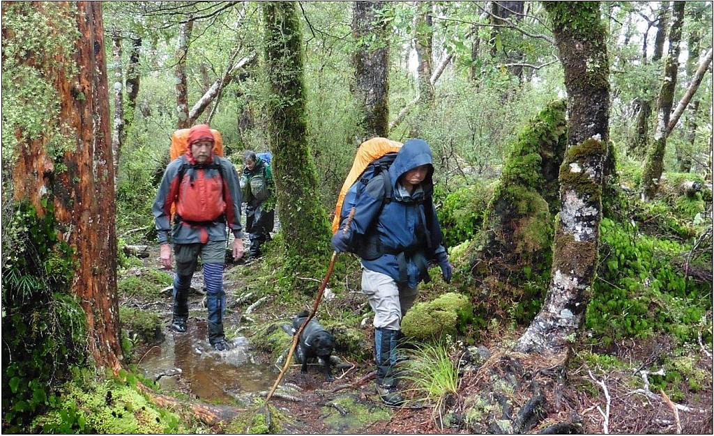 click on the photo to download the original image

Tutuwai