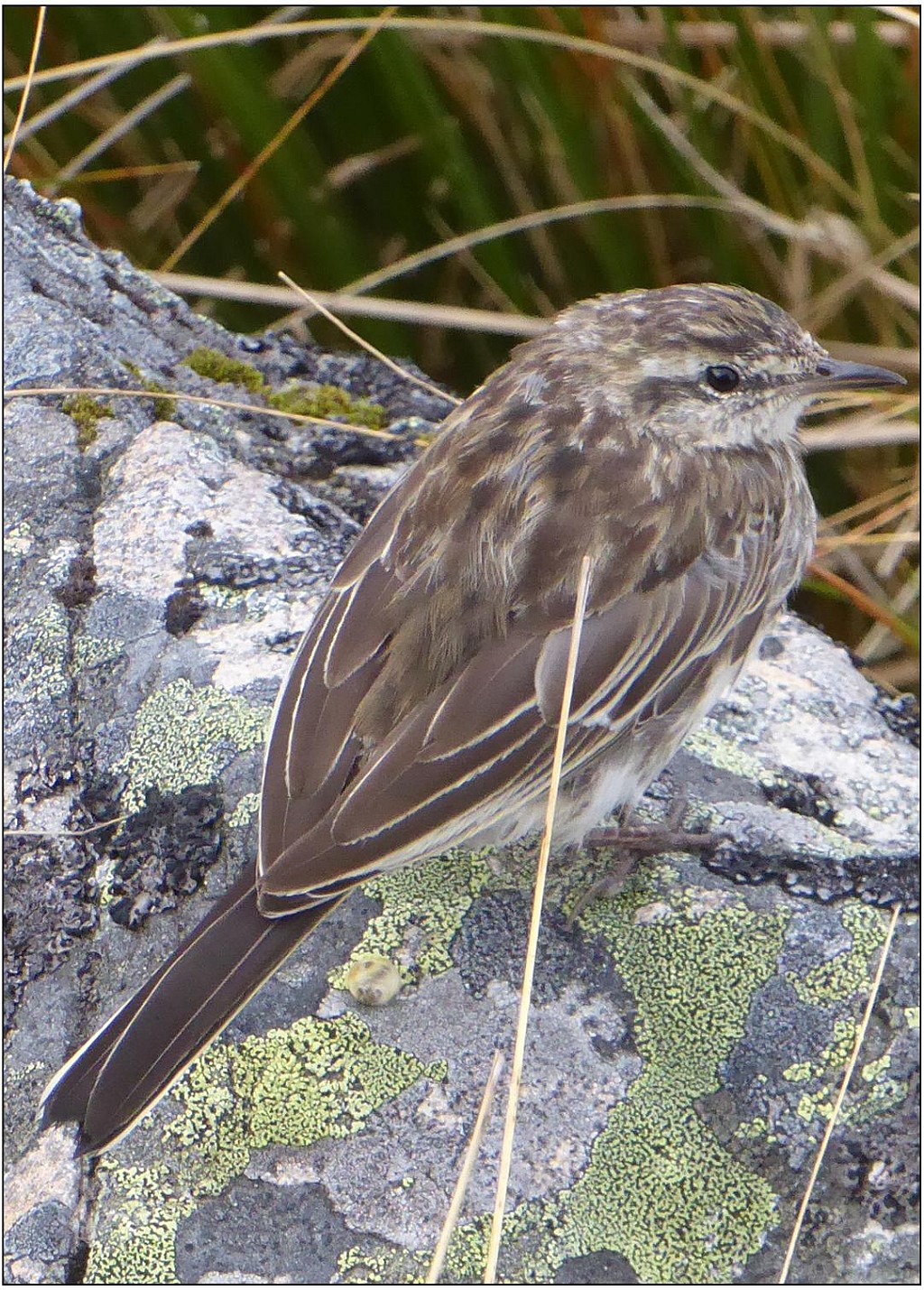 click on the photo to download the original image

Angelus3