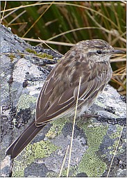 Angelus3.jpg: 1082x1510, 323k (2020 Apr 26 00:00)