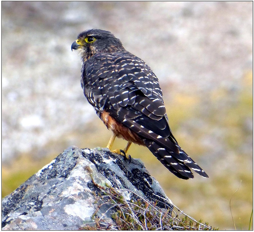 click on the photo to download the original image

Angelus2