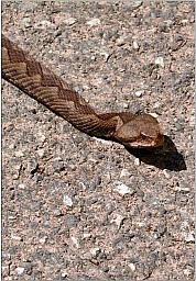 Corfu3.jpg: 888x1274, 283k (2018 Aug 02 00:00)