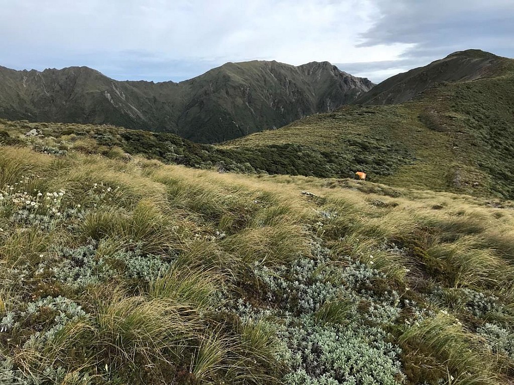 click on the photo to download the original image

sawtooth5