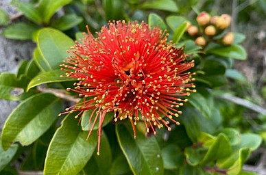 Te Whiti.jpg: 989x652, 112k (2021 Jun 26 03:46)