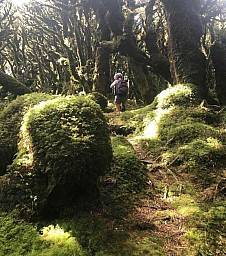 Papatahi1.jpg: 932x1054, 372k (2022 Mar 03 22:27)