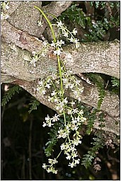 Otari2.jpg: 350x525, 98k (2023 Apr 11 08:16)