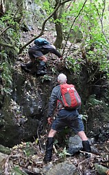 Pigeon2.jpg: 763x1225, 288k (2023 Aug 01 23:28)