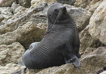 Hawkes5.jpg: 519x363, 73k (2024 Mar 04 23:08)