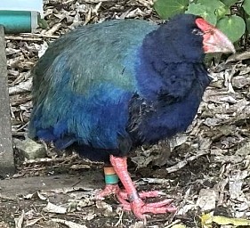 Zealandia 2
Photo:&nbsp;Alan
Original size:&nbsp;480 x 437; 97 kB
Filename:&nbsp;'Zealandia2'