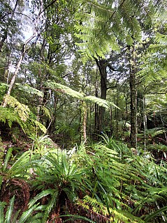 4 Gollans Stream valley
Photo:&nbsp;Mike Voets
2025-10-04&nbsp;12.00.00&nbsp;Photo:&nbsp;'2025 Oct 04 12:12'
Original size:&nbsp;2,992 x 4,000; 6,867 kB
Filename:&nbsp;'2025-10-04 12.00.00 4 Mike Voets - Gollans Stream valley'