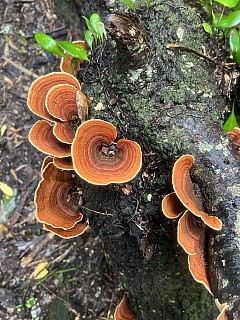 7 False Turkey Tail
Photo:&nbsp;Jake Mc Laren
2025-10-04&nbsp;14.00.00&nbsp;Photo:&nbsp;'2025 Oct 04 14:05'
Original size:&nbsp;3,024 x 4,032; 1,558 kB
Filename:&nbsp;'2025-10-04 14.00.00 7 Jake McLaren - False Turkey Tail'