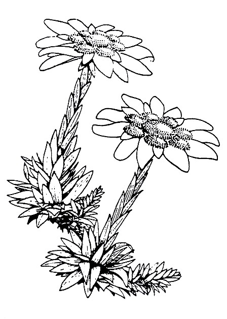 Old_TTC_Logo_HiRes.jpeg: 1956x2744, 1429k (2017 Aug 14 05:43)