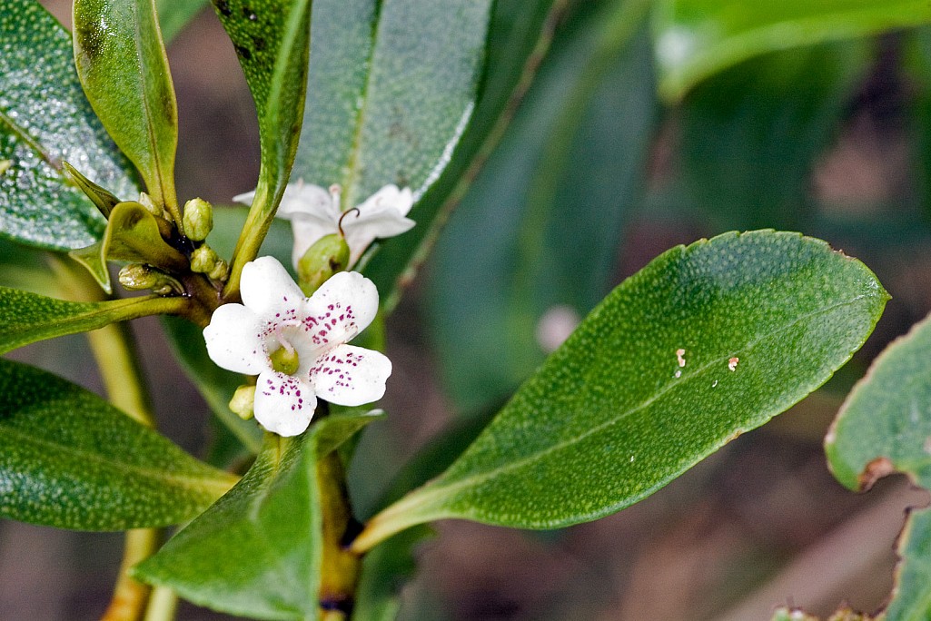 click on the photo to download the original image

Myoporum-laetum-02
