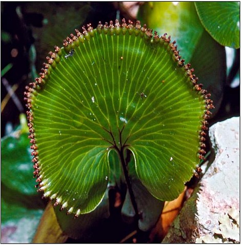 KidneyFern.jpg: 590x597, 56k (2016 Nov 16 00:00)