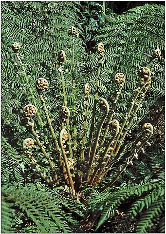 Cyathea1.jpg: 865x1216, 335k (2016 Nov 16 00:00)
