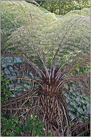 Cyathea2.jpg: 801x1200, 275k (2016 Nov 16 00:00)
