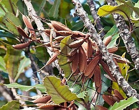 Knightia excelsa
click thru to article
photograph by 