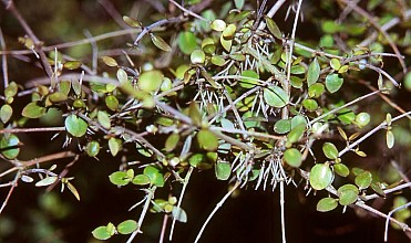 Coprosma rhamnoides
click thru to article
photograph by Jeremy Rolfe